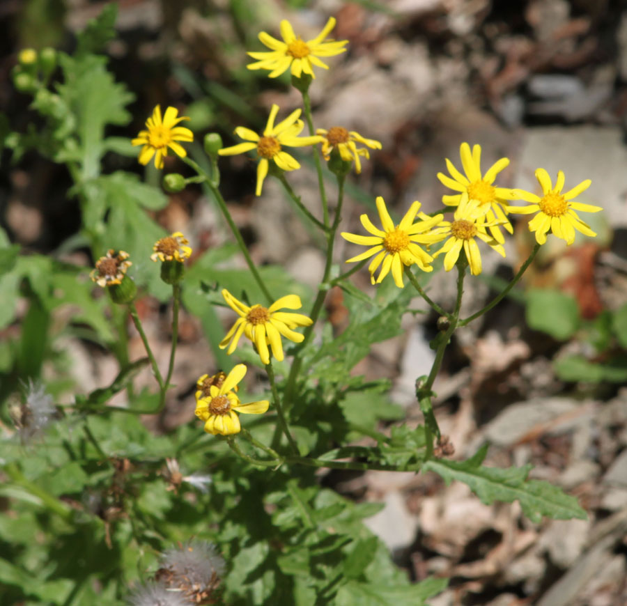 Senecio squalidus / Senecio squallido